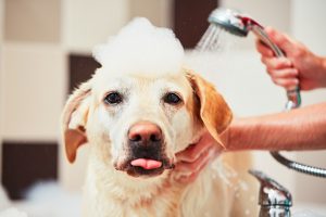 Deinen Hund zu duschen kann Spaß machen. Mit dem richtigen Hundeshampoo.
