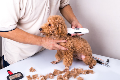 Pudel wird zuhause mit einer Hundeschermaschine geschoren